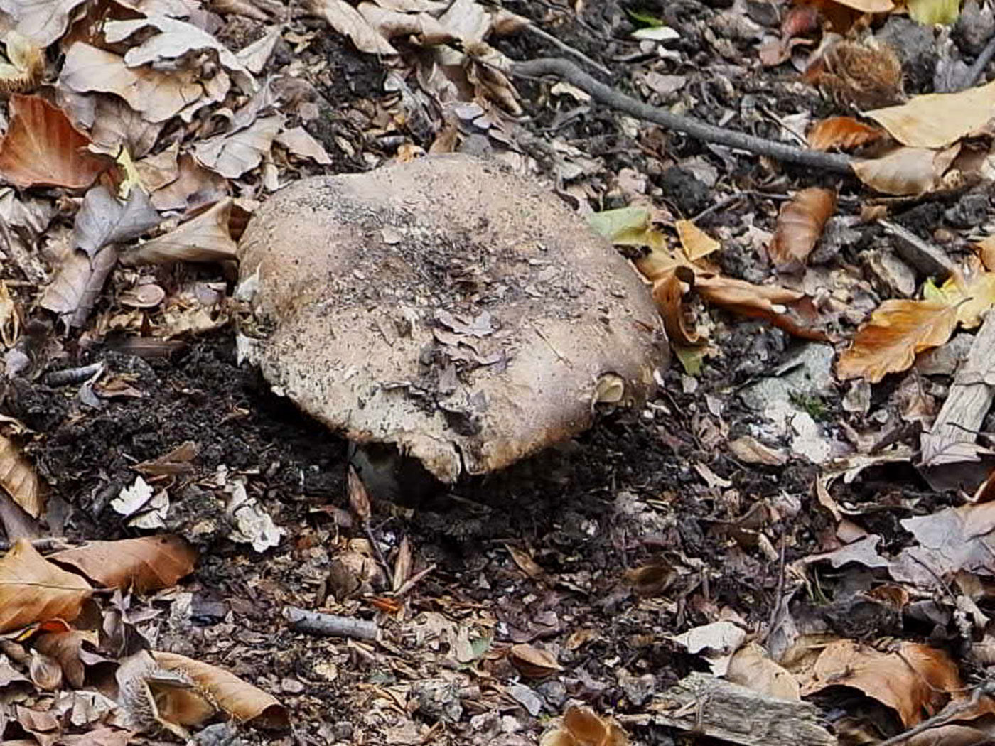 Photo © John Catterson Russula nigricans by John Catterson